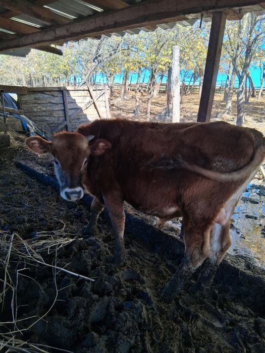 Vând 2.   vitei de jerssi