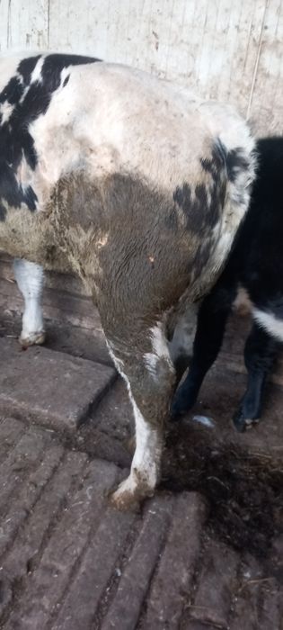 Vitea de vanzare are 8 luni