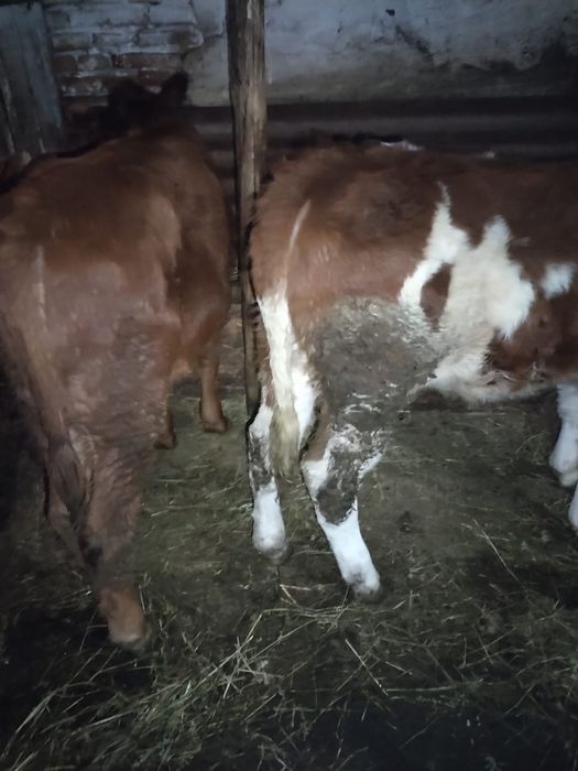 Vand 2 vitele baltata romaneasca