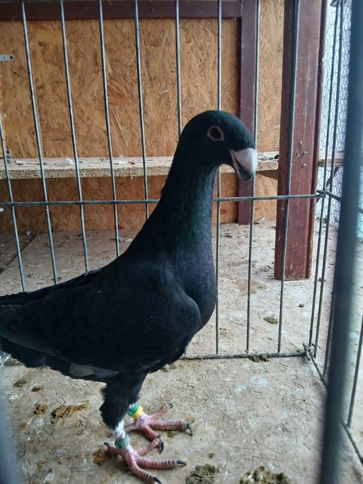 Voiajori germani de frumusețe