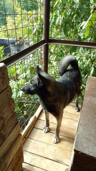 Щенки лайки ЗСЛ и ВСЛ