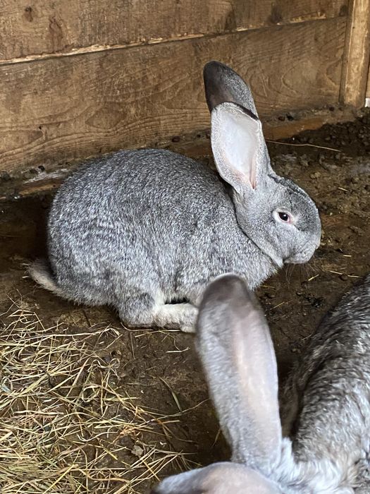 Masculi Urias German