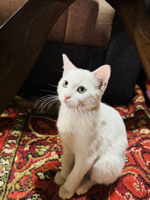 Котята ищут хозяина скотиш страйт