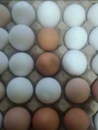 Яйцо инкубационное свежее