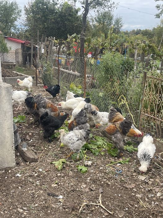 Păsări de curte: cocoși Brahma (6 luni) și curcani (1 an)