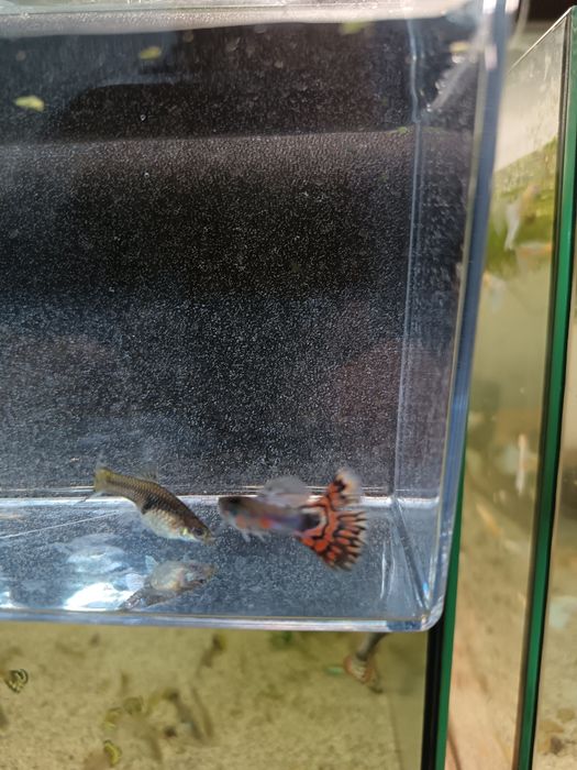 Guppy și Platy direct de la crescător