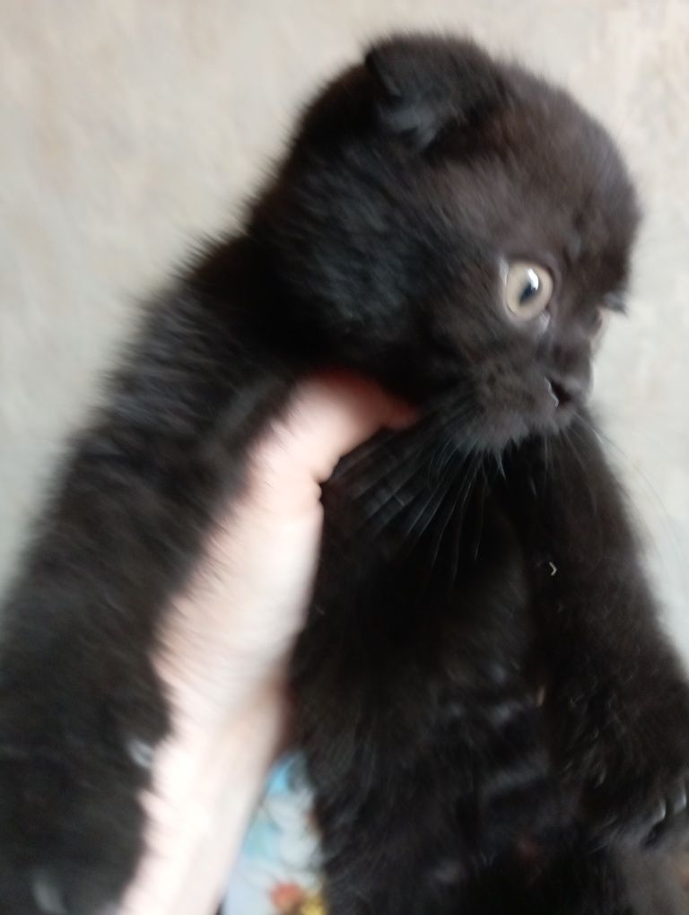 Котёнок вислоухий чёрный мальчик 2 мес.