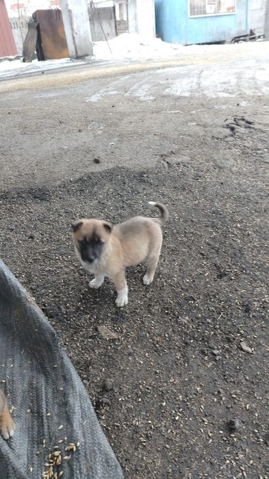 Отдам щенков бесплатно