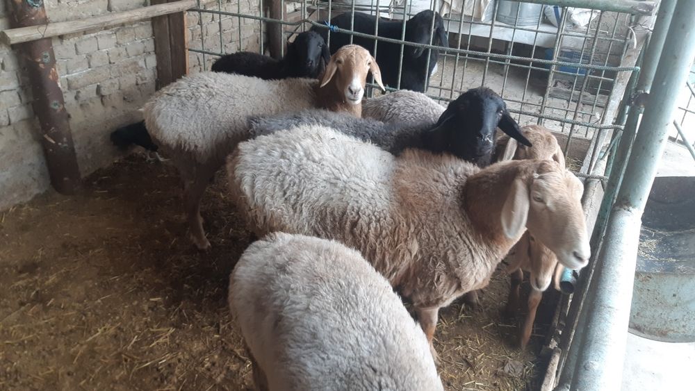 Совлиқ қўйлар сотилади