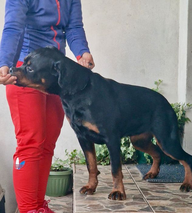 Femelă Rottweiler cu pedigree