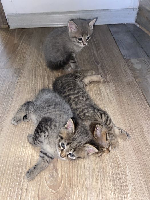 Продам котят шотландец/сиамский