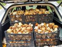 Продам свежий белый гриб