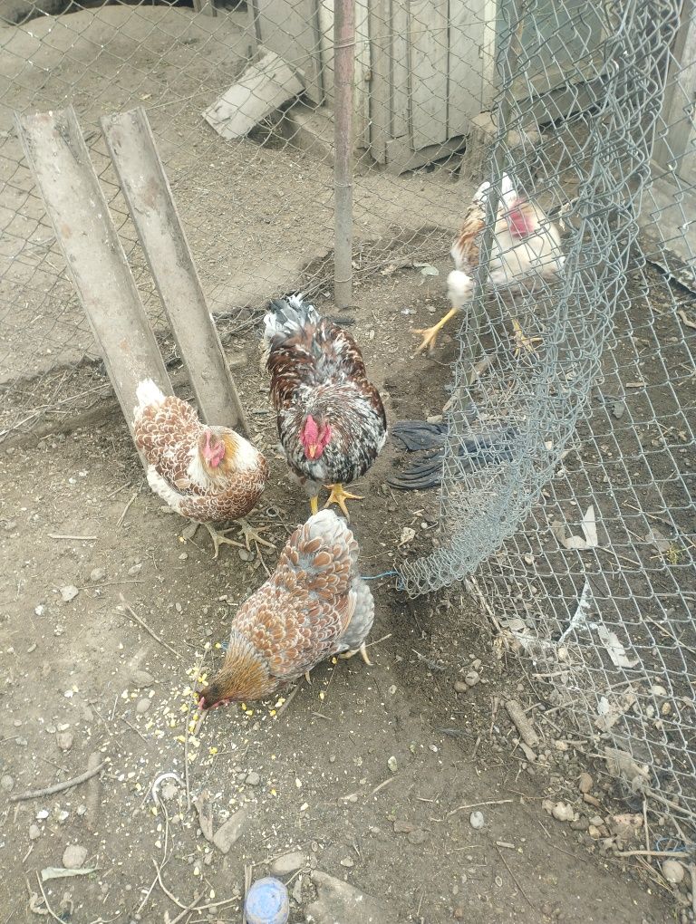 Găini wyandotte de vânzare
