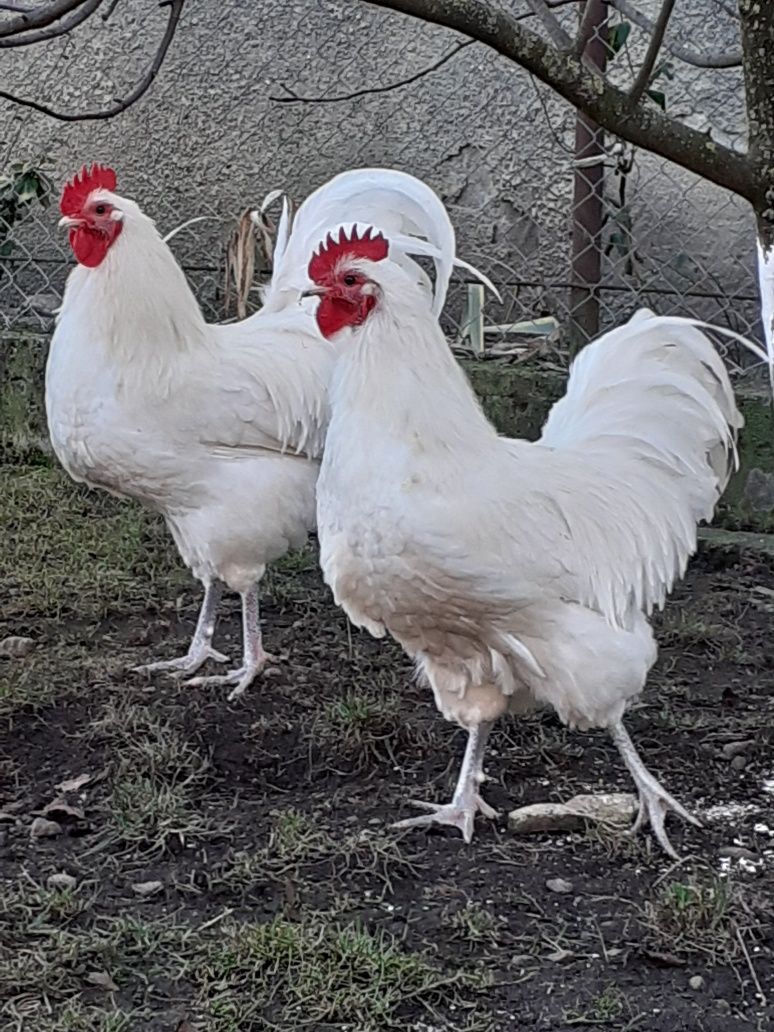 Vând cocoși australorp alb, 9 luni