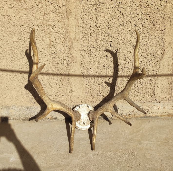 Buxoro bugʻusi shoxi