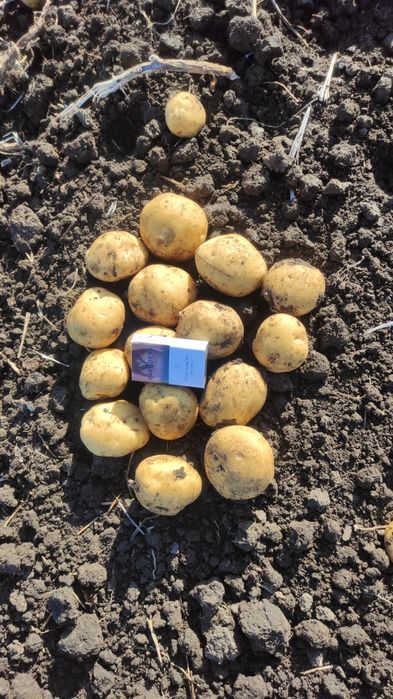 Семенной картофель