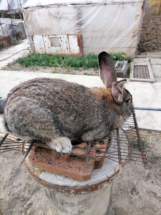 Iepuri pentru carne și de companie cap de leu