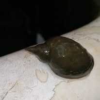 Melci (lymnaea stragnalis)