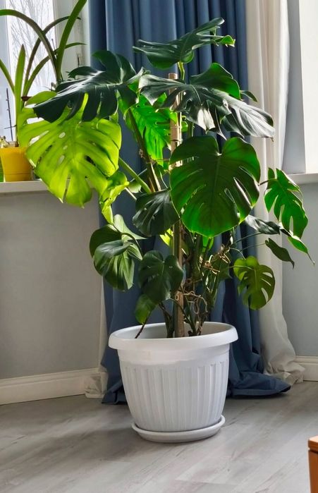 Дерево Монстера чистый воздух+красивый декор 2в1. Вырастили с любовью