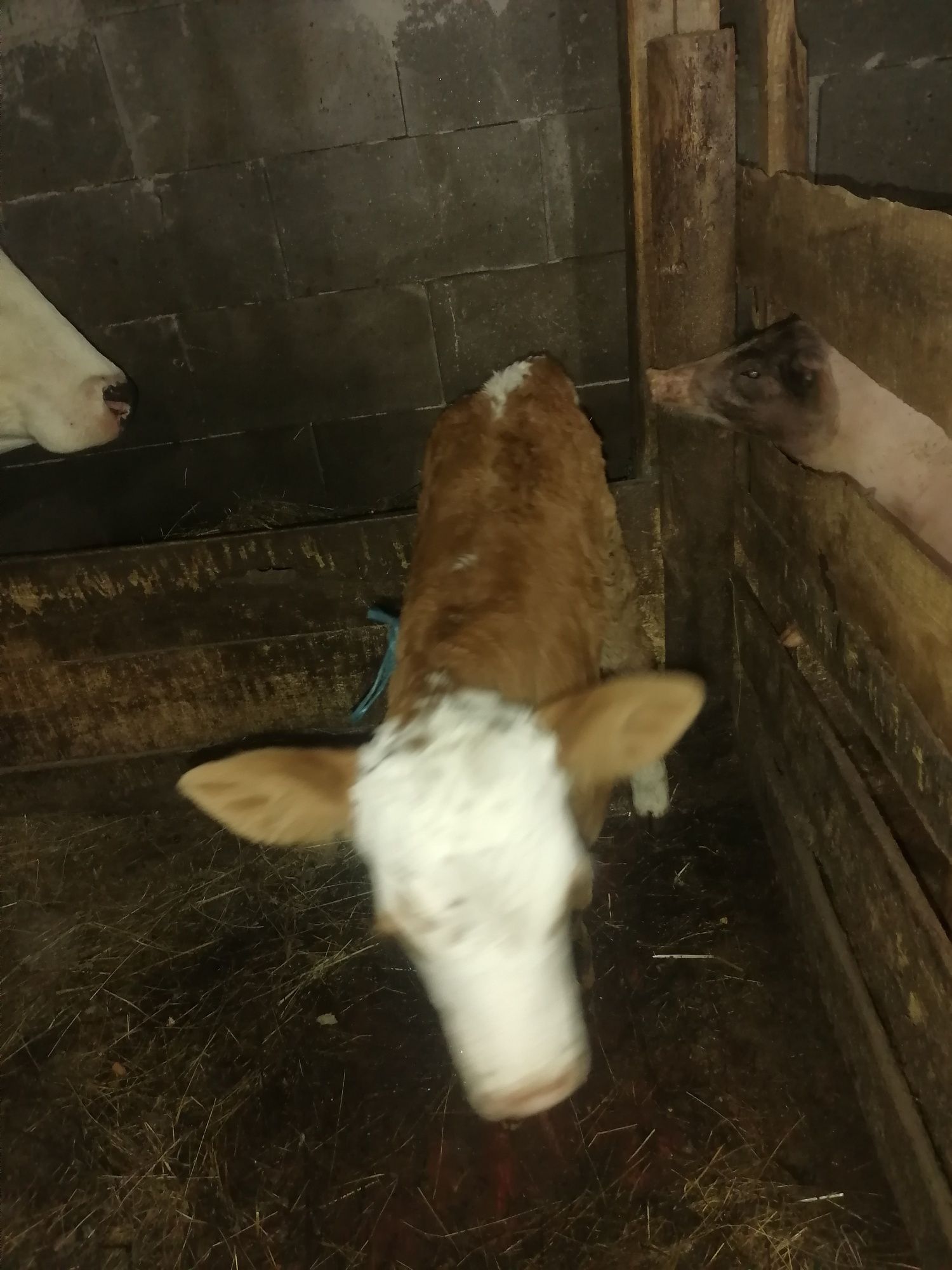 Vând 3 viței bălțați și o vitea belgiana