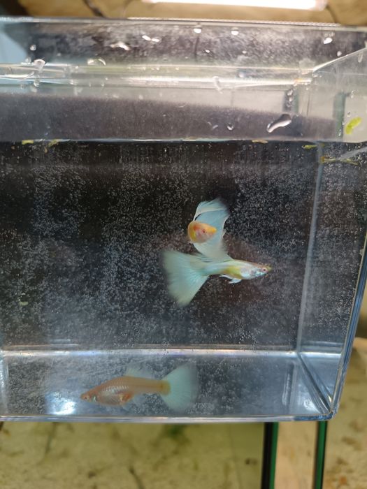 Guppy și Platy direct de la crescător
