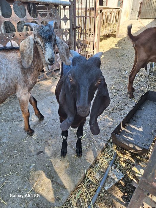 Vând țapi anglo danubieni