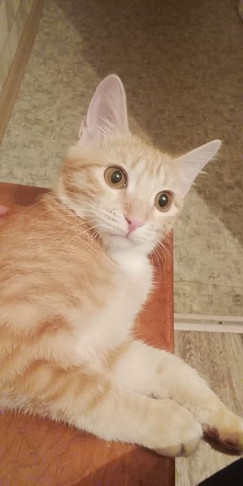 Отдам молодую кошечку в добрые руки