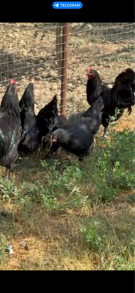 Австралорп Australorp — мясо-яичная порода циплята jo’ja жўжа