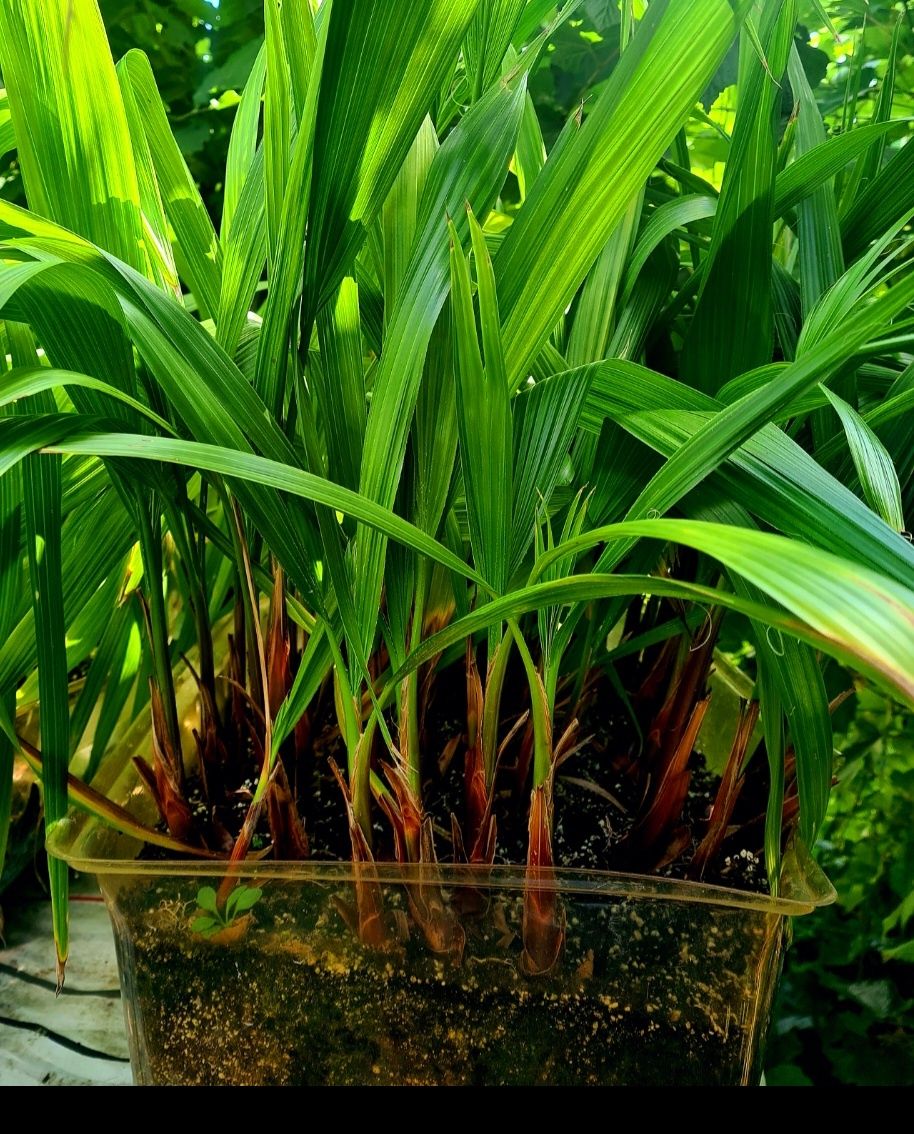 Palmieri Washingtonia Robusta rezistenti la frig ultimele bucati