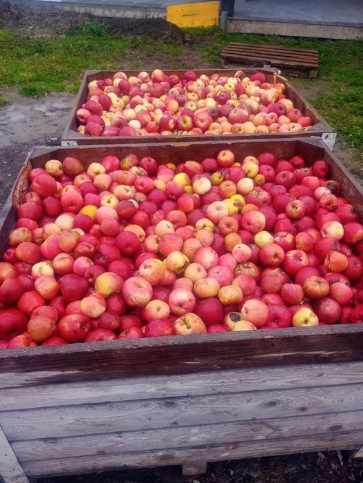 Mere căzătură pentru industrie