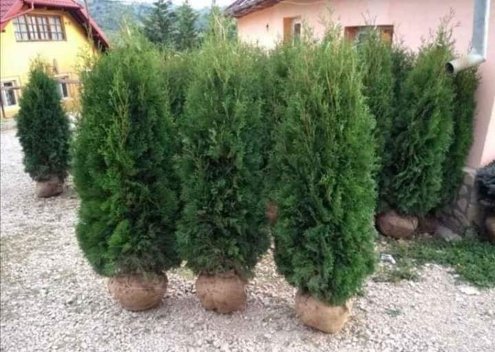 Tuia smarald calitatea extra plante ornamentale de orice specie