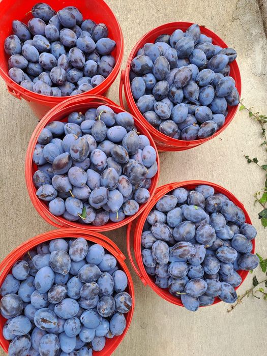 Prune deshidratate