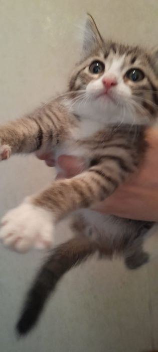 Отдам котят в добрые руки