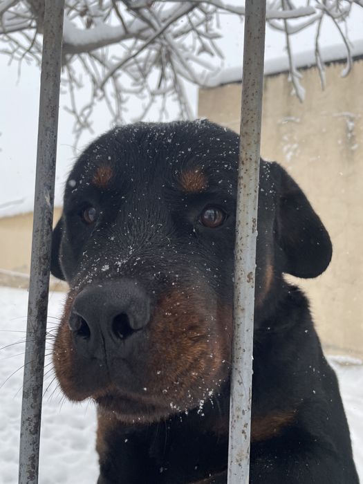 Ротвейлер для вязки