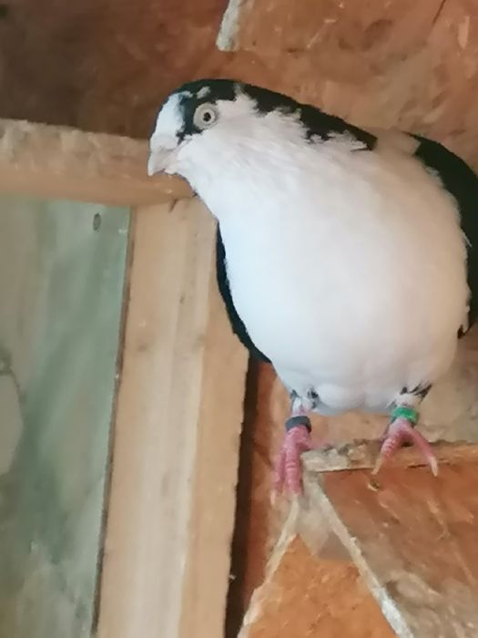 Porumbei  de vânzare