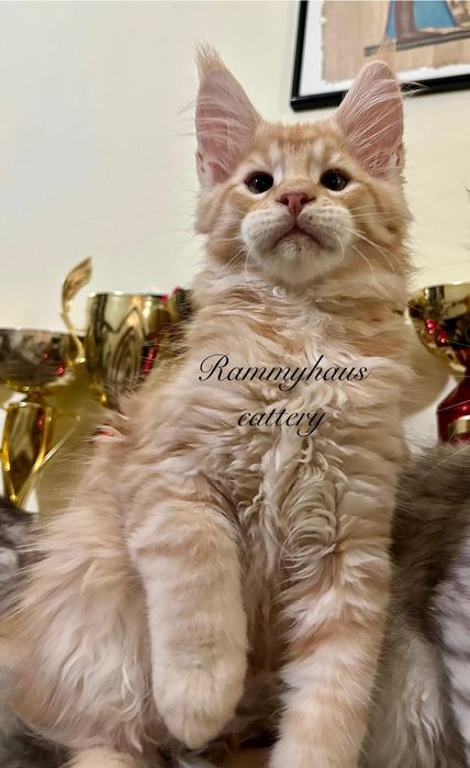 Felisa autirizata WCF, vinde pisoi cu pedigree rasa Maine coon