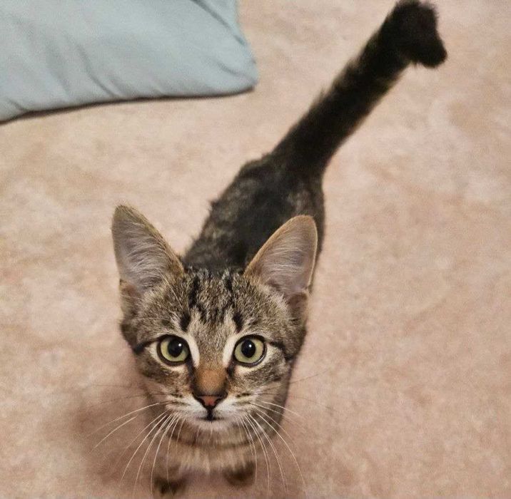 Motanei adorabile, jucausi si gata de o casa iubitoare