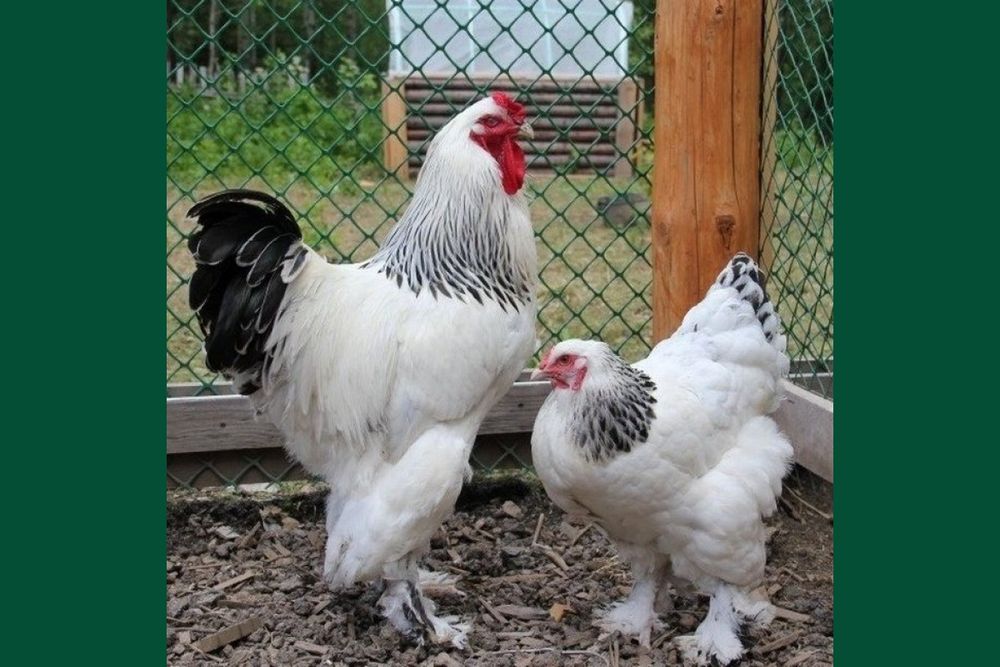 Продаются куры Брама