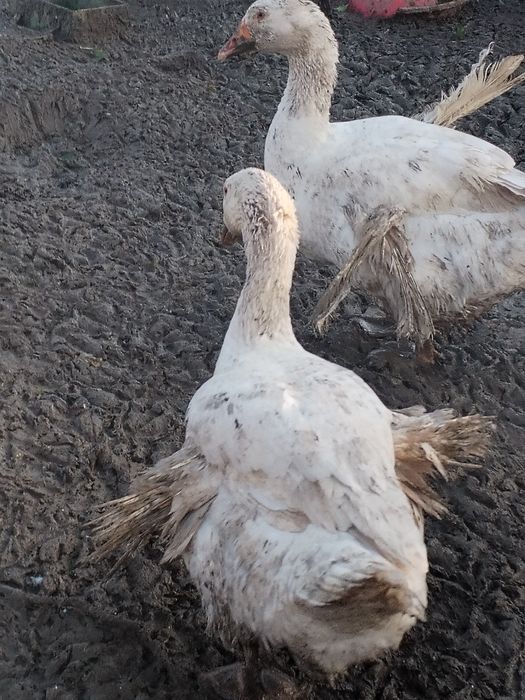 Rațe și gâște de vânzare