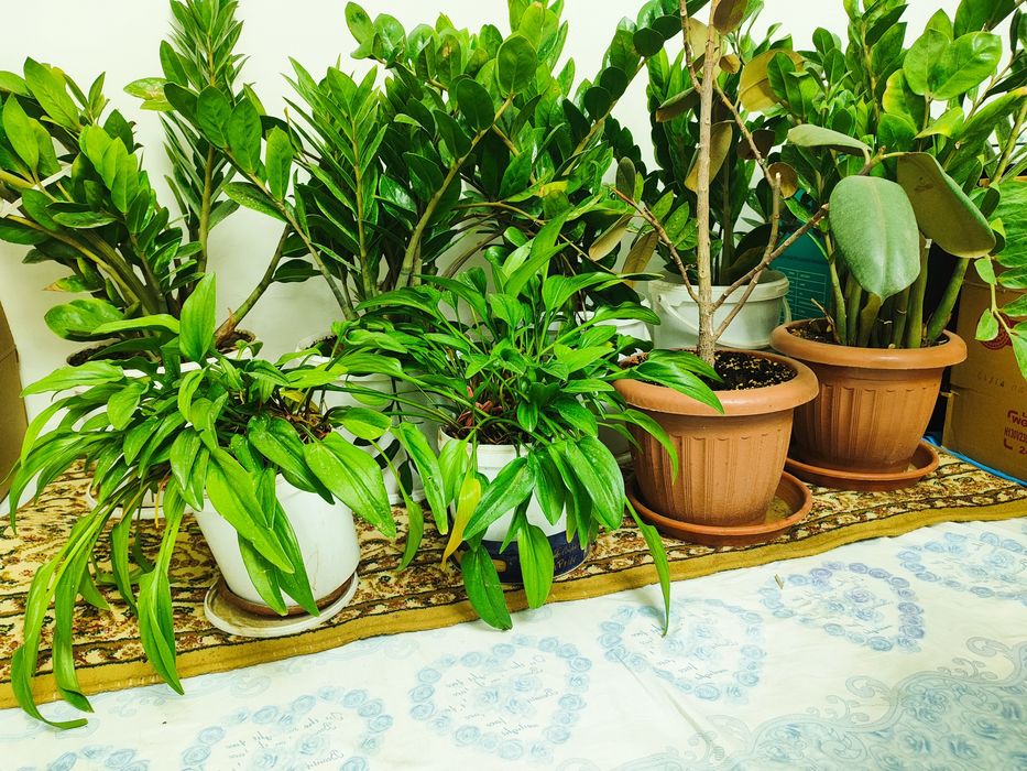 Цветтый Гүлдер саудасы бар. Торг есть