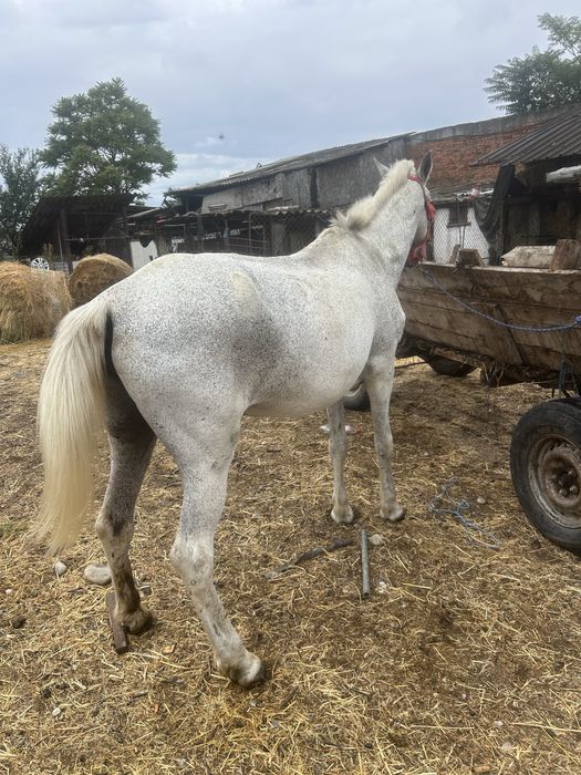 Vand iapa buna de ham