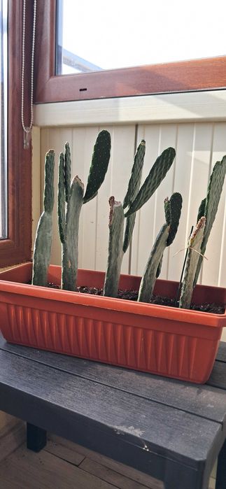 Кактуси, големи, красиви.