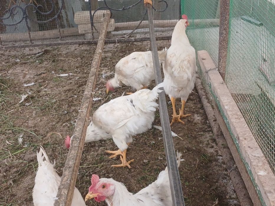 5 oylik jujalar sotiladi