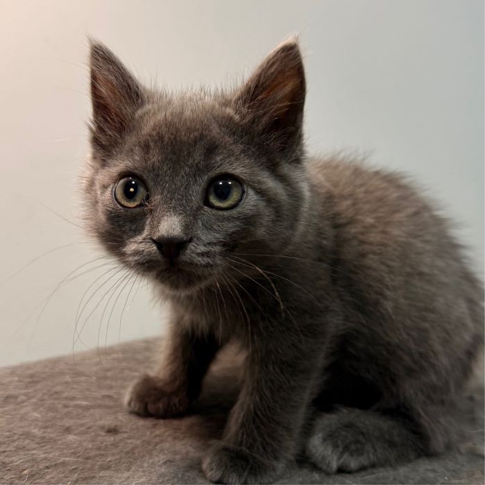 Котенок мальчик, 2+ месяца