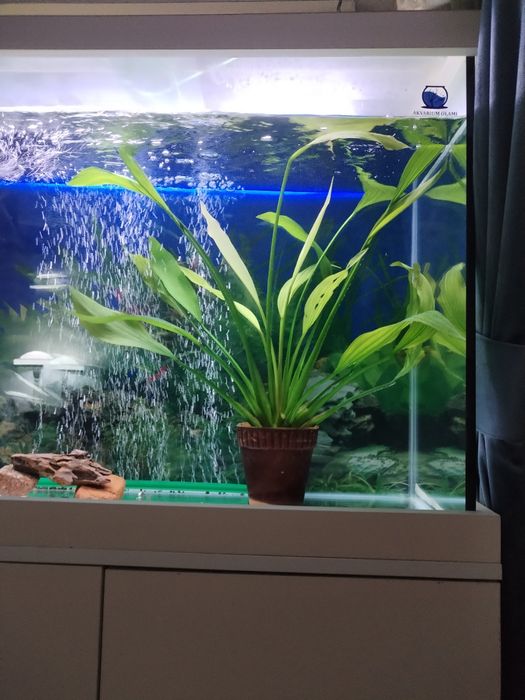 Продажа больших аквариумных растений