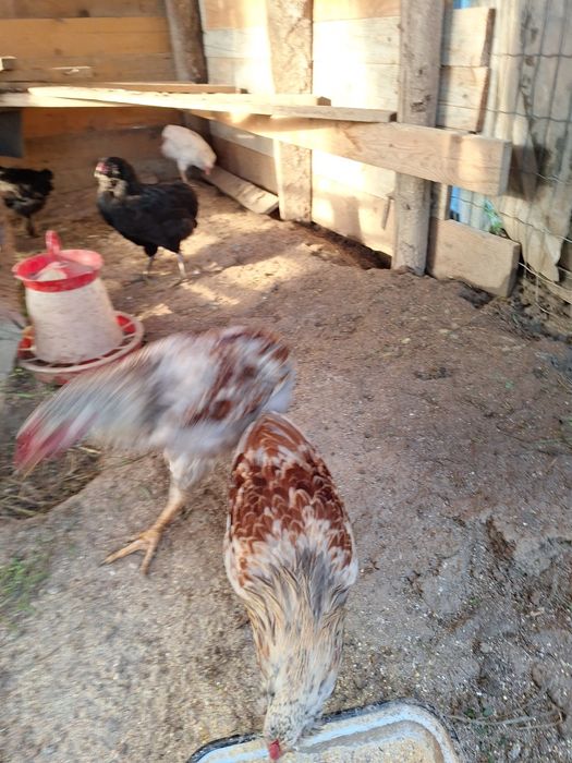 Cocosii araucana .marans.crem legbar. australorp