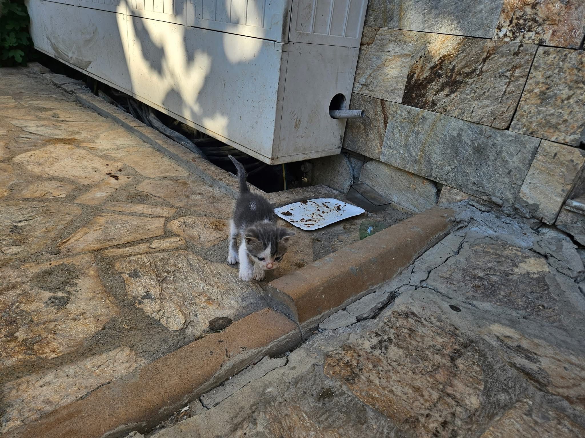 Подарявам котенце