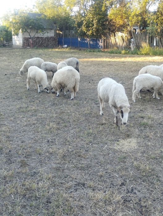 Oi țurcane frumoase