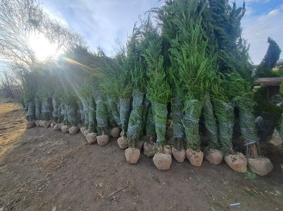 Laur englezesc tuia leylandii