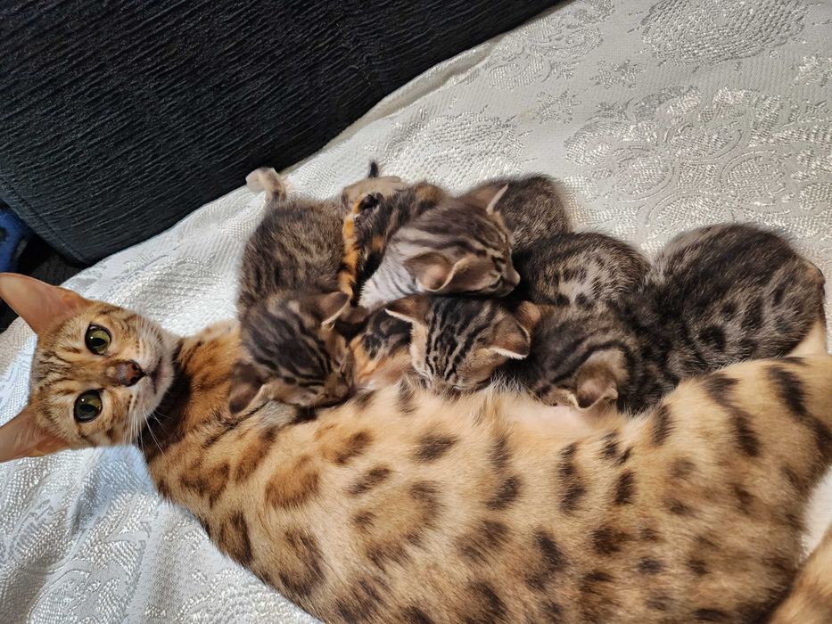 Бенгалски котенца